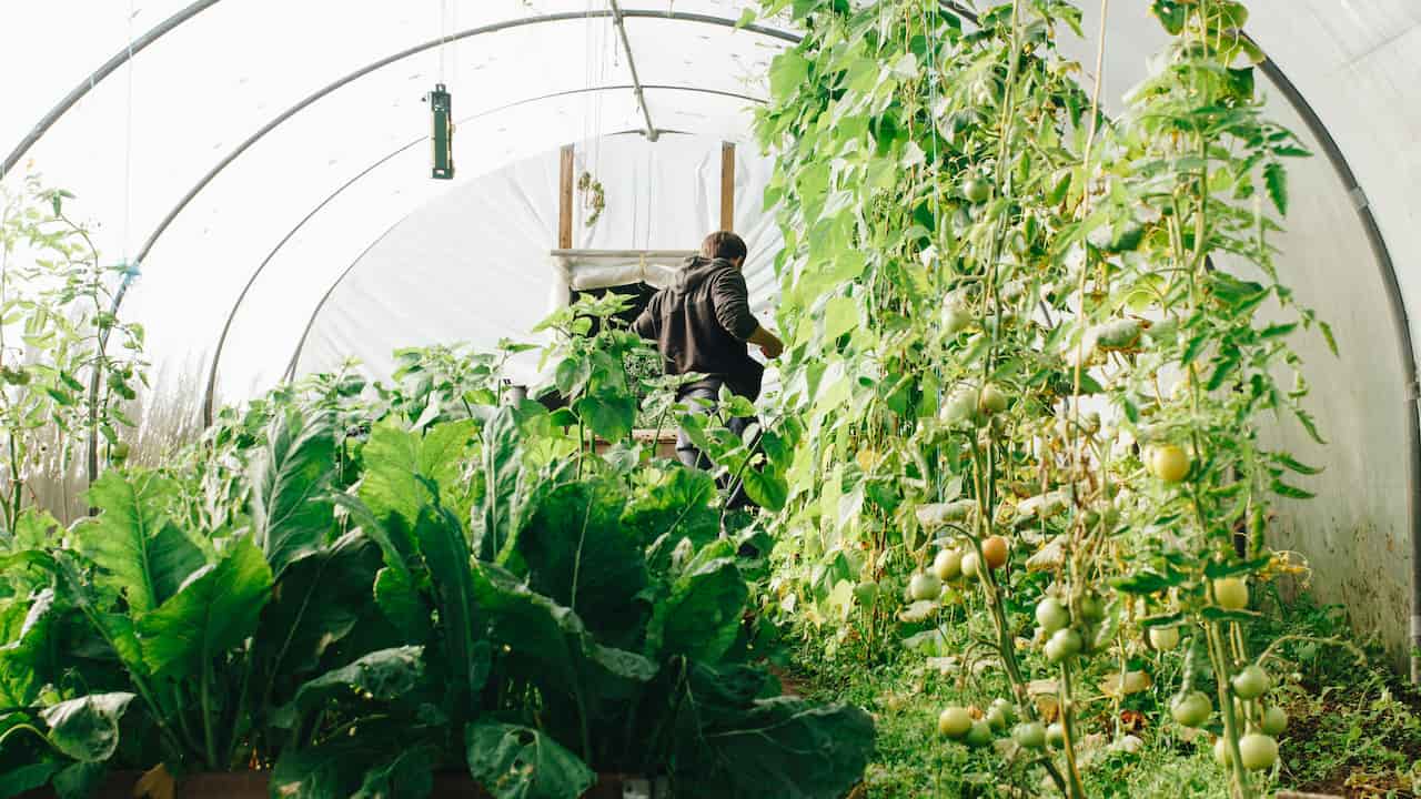 Person tending to lush green plants inside a greenhouse, surrounded by leafy vegetables and vine tomatoes