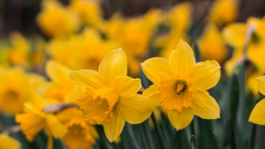 Bright yellow daffodils in full bloom with trumpet-shaped centers and pointed petals, growing in garden with green stems and foliage