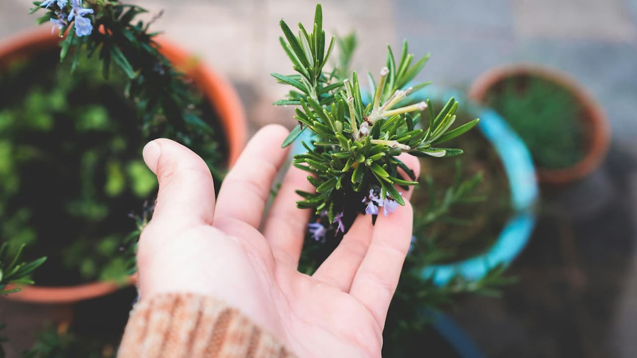 Hand gently holding a sprig of blooming rosemary with small purple flowers, over a background of potted herbs