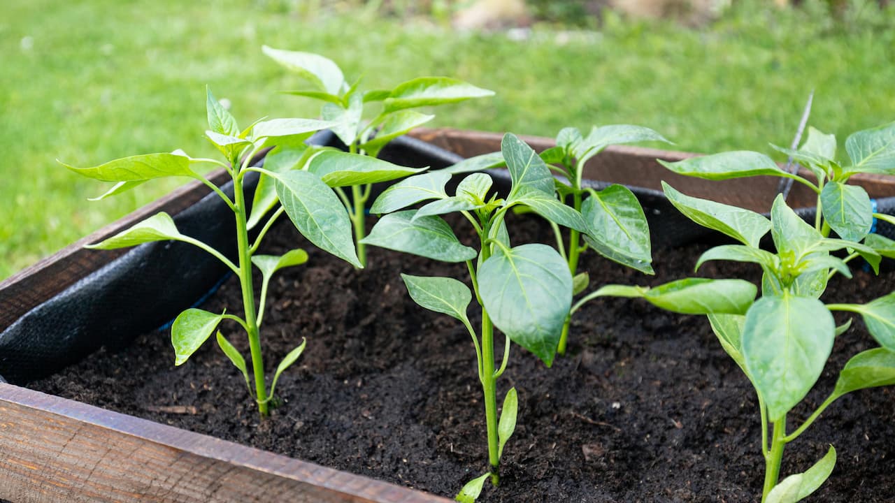 Young green pepper seedlings growing in dark, rich soil inside a raised wooden garden bed, outdoors on a grassy lawn
