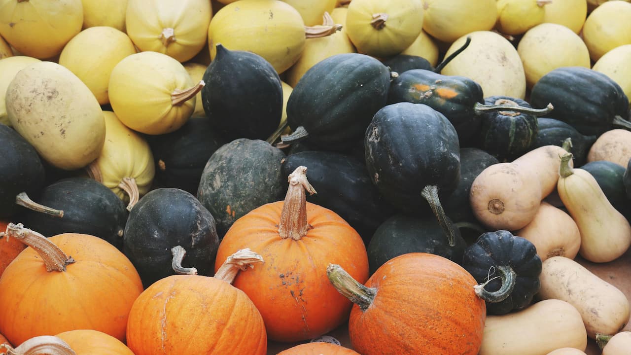 Assorted squash and pumpkins, including orange pumpkins, green acorn squash, yellow spaghetti squash
