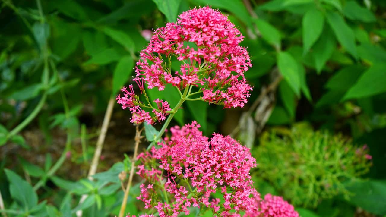 Bright pink clusters of small Valerian flowers blooming on tall stems, surrounded by lush green foliage in a garden setting