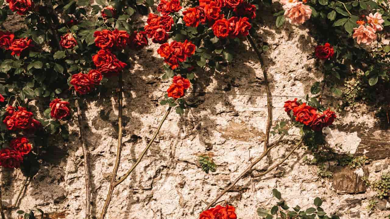 Red climbing roses growing against a textured stone wall, with green leaves and a few pink blooms visible in the corner