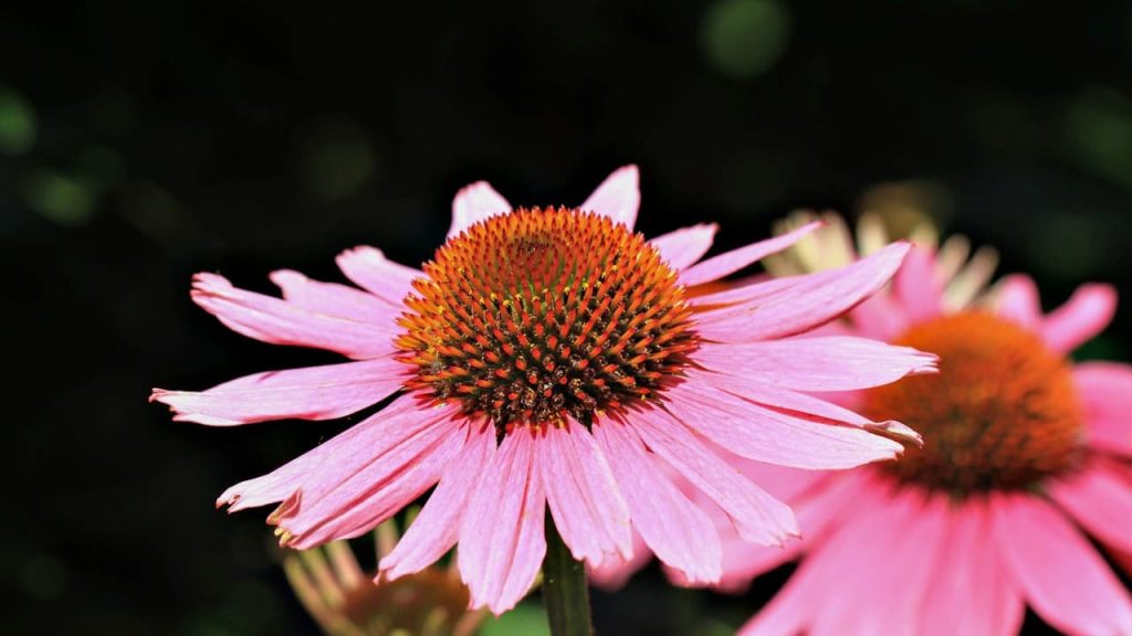 Pink coneflowers with prominent orange spiky centers and drooping petals against a blurred dark green background