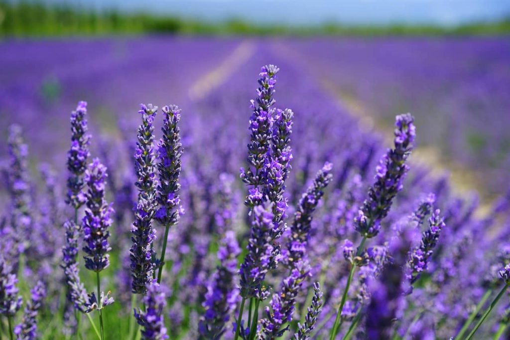 Close-up of blooming lavender stalks in a vibrant purple field, with rows of lavender stretching into the background under a clear blue sky