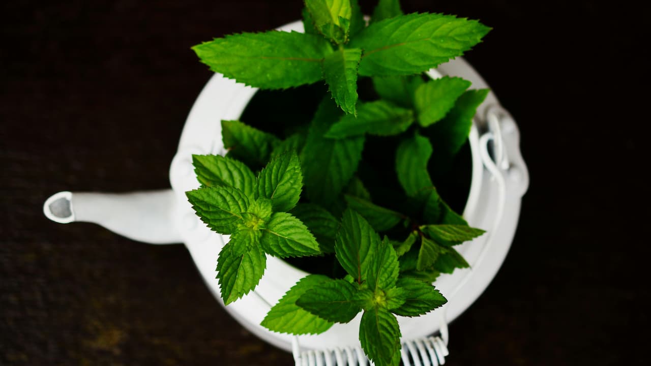 Close-up of vibrant green mint leaves with visible texture and water droplets, surrounded by other mint foliage