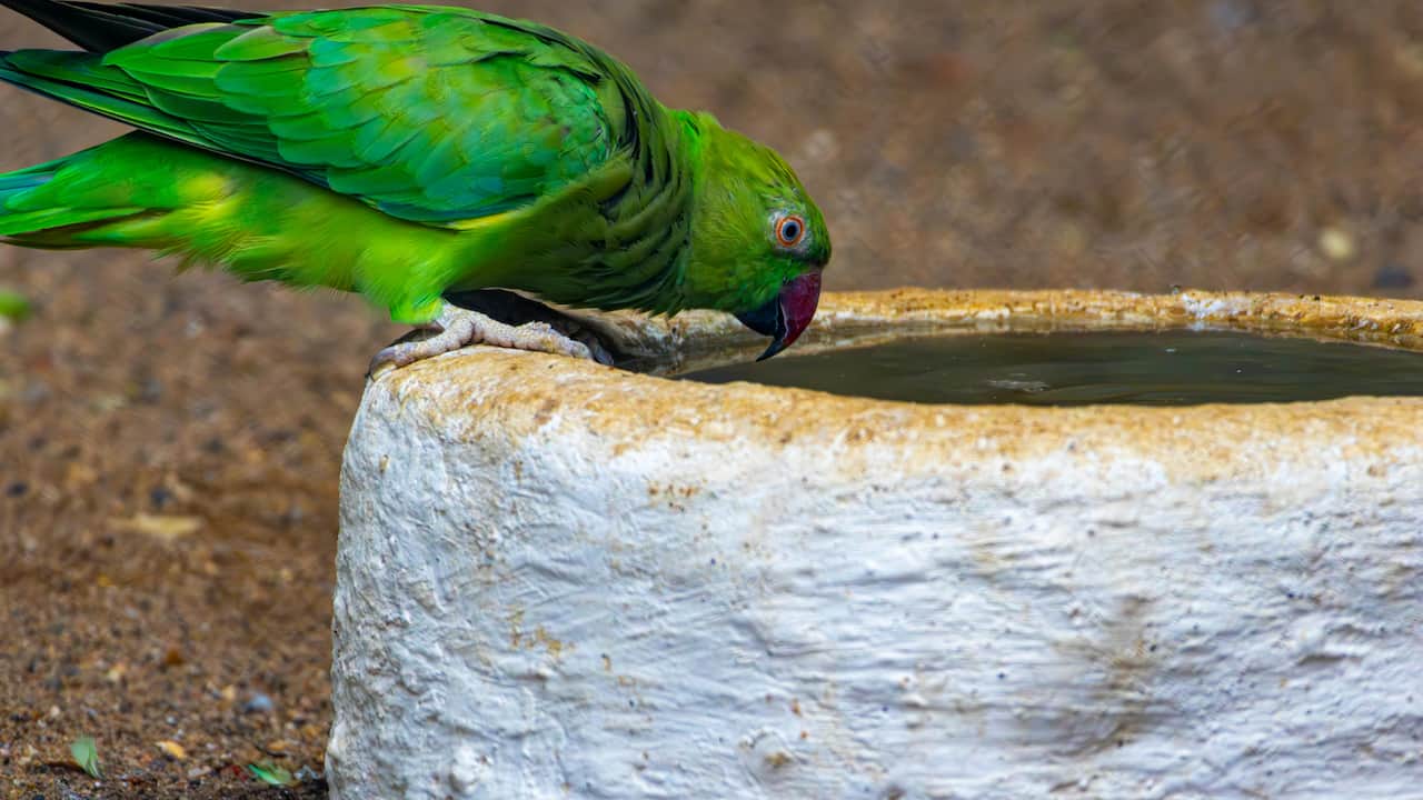 Green parrot with a red beak perched on the edge of a rustic white water basin, bending down to drink water, with a dirt ground in the background