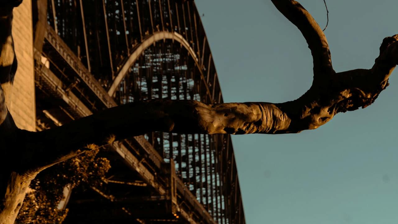 Thick tree branch in foreground partially obstructing the view of a large metal bridge structure, photographed at sunset