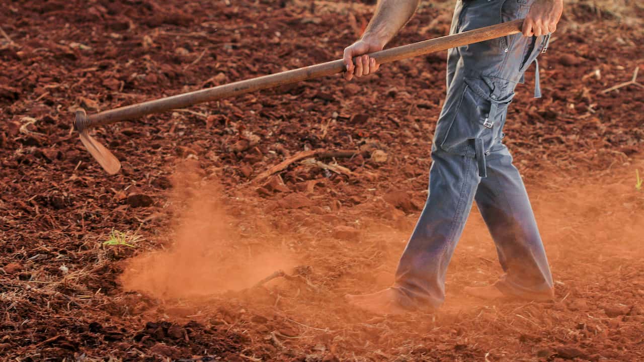Person using a long-handled hoe to till reddish-brown soil in a field, wearing blue work pants, with a cloud of dust rising from the ground