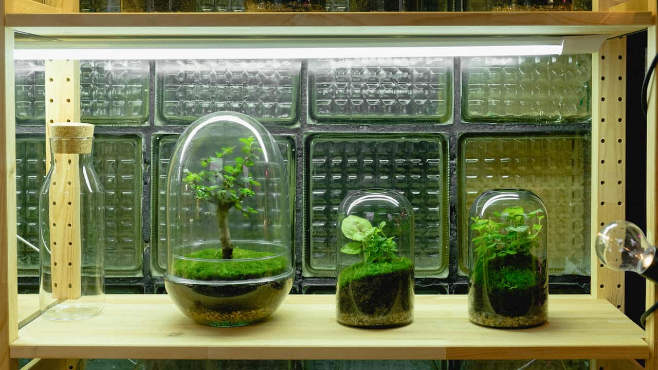 Glass terrariums with miniature plants and moss arranged on a wooden shelf under bright indoor lighting, set against a glass block wall