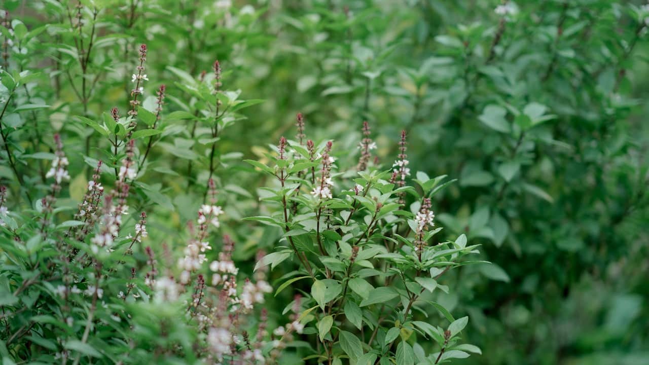 Flowering holy basil plants with green leaves and reddish-purple stems, topped with small white blossoms, growing densely in a garden