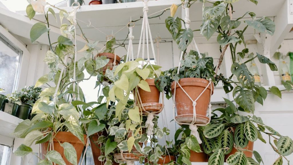 Multiple hanging plants in terracotta pots suspended by white macrame hangers in bright sunroom with windows