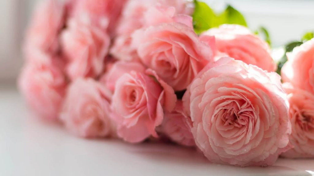 Soft pink peonies flowers with layered ruffled petals arranged on white surface, photographed with shallow depth of field