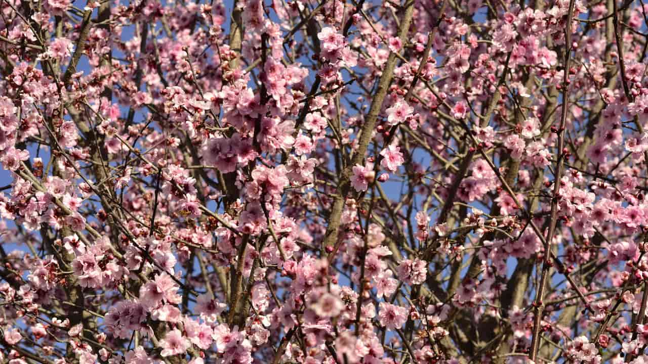 Dense branches of a flowering tree covered in vibrant pink blossoms, set against a clear blue sky