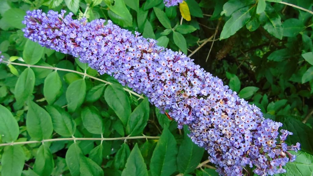 Butterfly bush flower spike with dense clusters of small tubular blooms surrounded by green lance-shaped leaves in garden