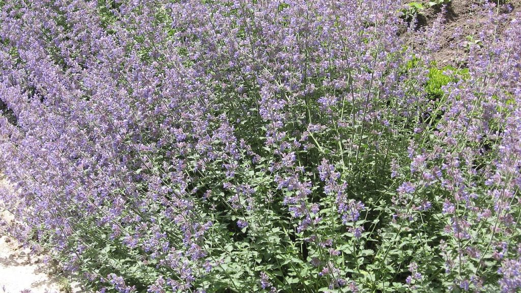Dense patch of purple catmint flowers covering hillside with small spiky blooms and gray-green foliage on sloped terrain