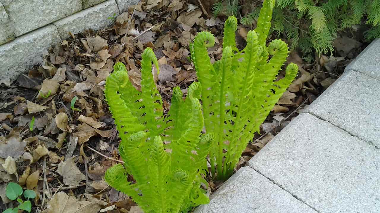 Bright green fern fronds unfurling beside a stone-paved garden bed, surrounded by dried leaves and conifers
