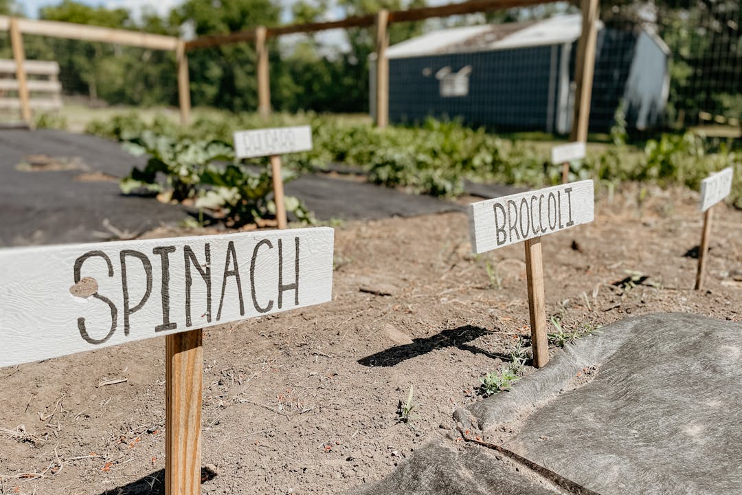 Wooden plant markers labeled "SPINACH" and "BROCCOLI" in organized garden beds with raised borders, greenhouse visible in background