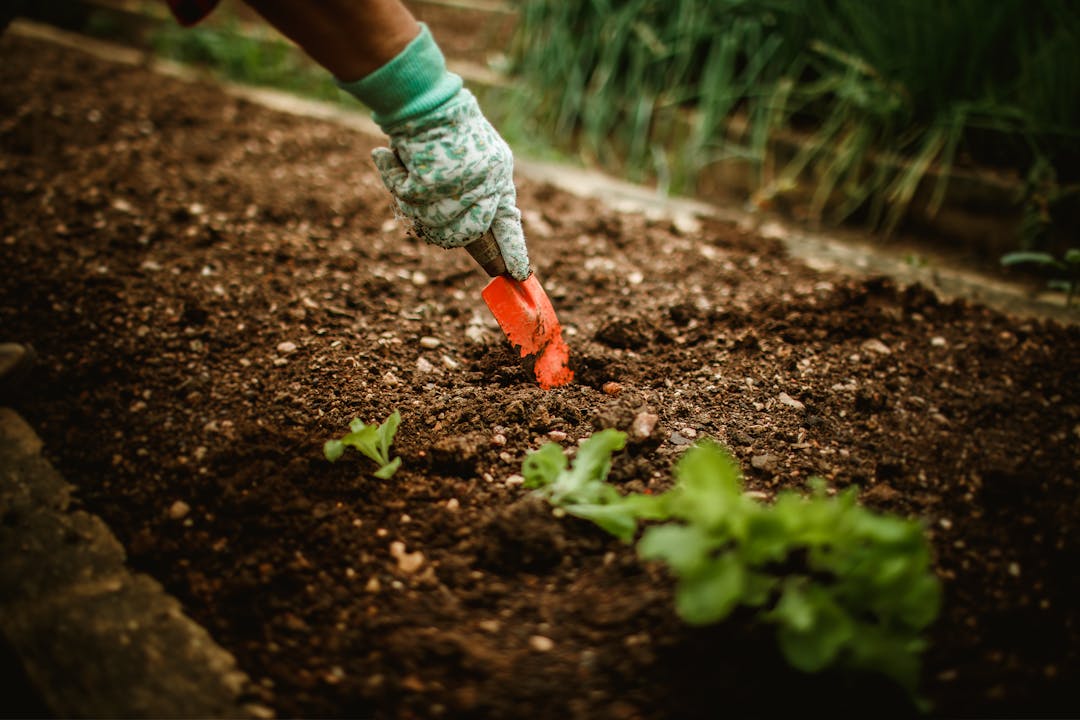 Hand wearing floral gardening glove using orange hand trowel to dig in dark soil, green seedlings visible nearby