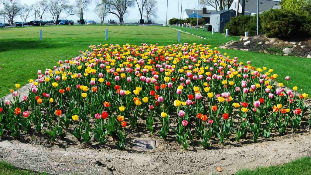 Colorful tulip garden with rows of red, yellow, orange, and pink flowers