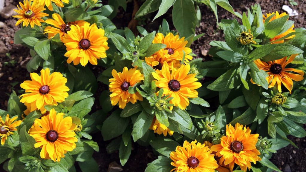 Cluster of bright yellow black-eyed Susan flowers with dark brown centers and green foliage growing in garden soil