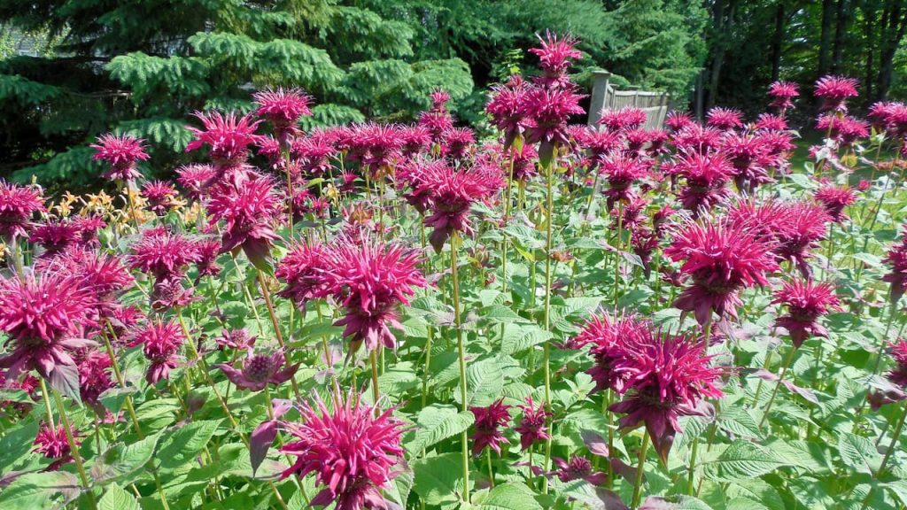 
Garden bed of pink bee balm flowers with spiky tubular petals and green foliage, evergreen trees visible in background