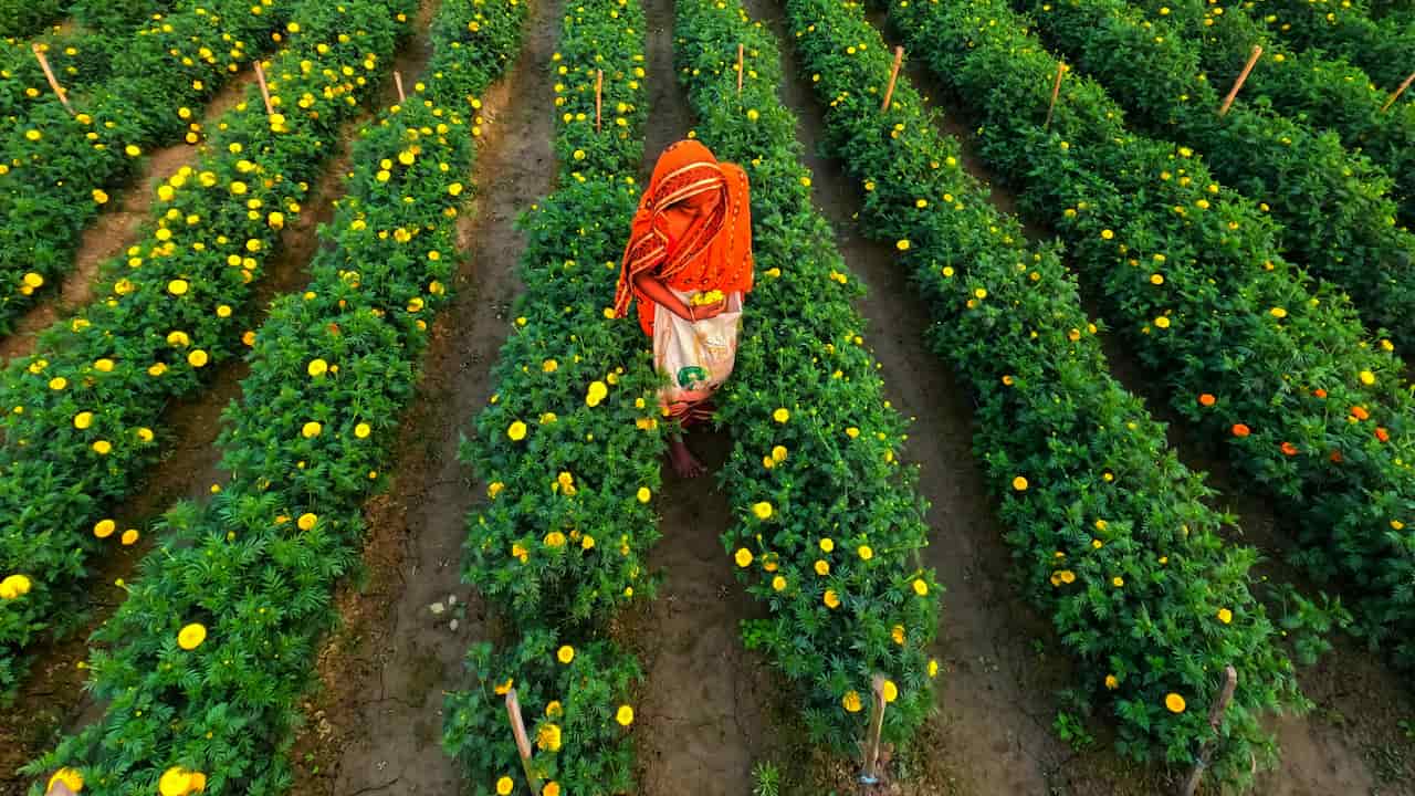 Woman in red-orange sari standing in a marigold flower field, rows of green plants with yellow blossoms, aerial view, daytime, clear pathways between rows, carrying a cloth bag