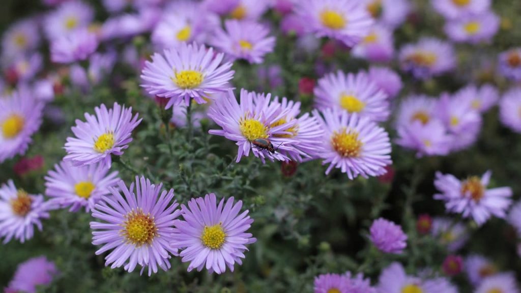 Purple aster flowers with thin petals and bright yellow centers, small insect visiting one bloom, green foliage in background