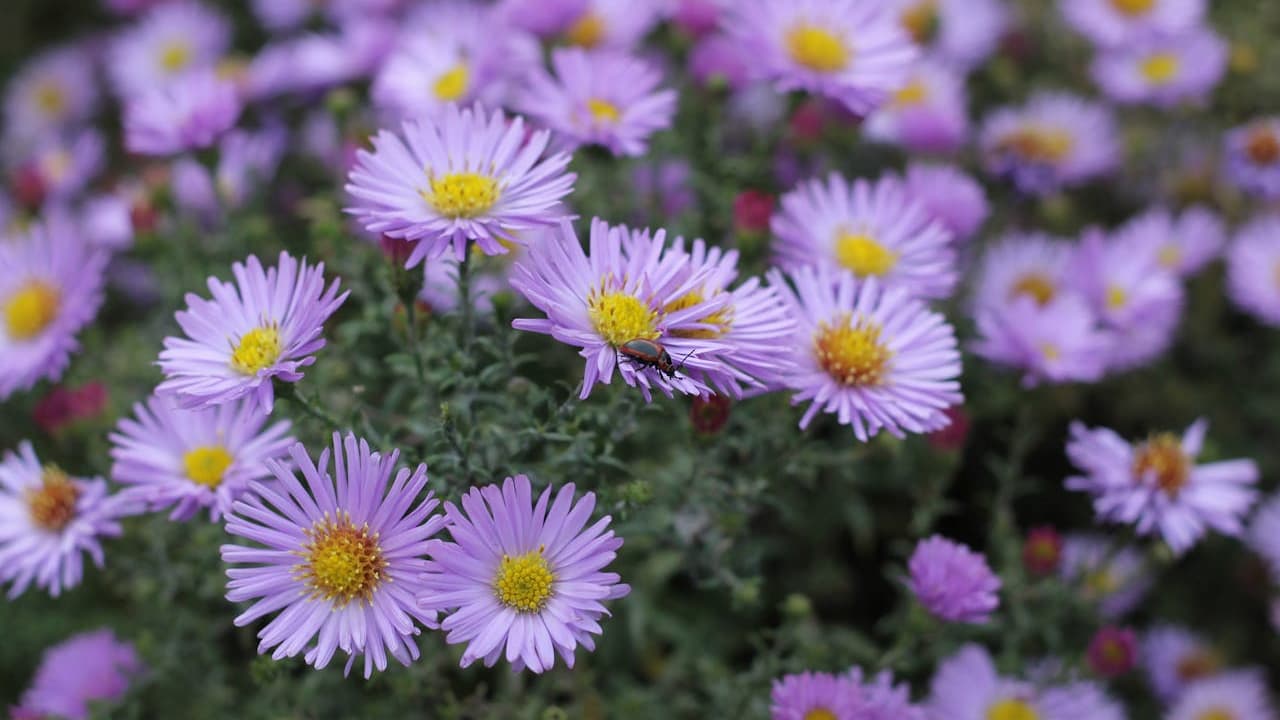 12 Elegant Perennials That Bloom Year After Year for Easy, Beautiful Gardens
