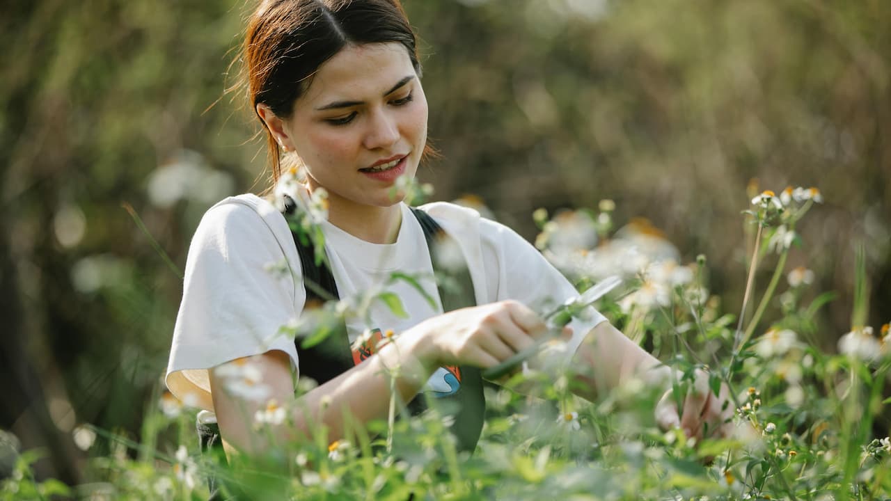 Young woman in a white shirt and overalls using pruning shears to cut flowering plants in a sunlit garden