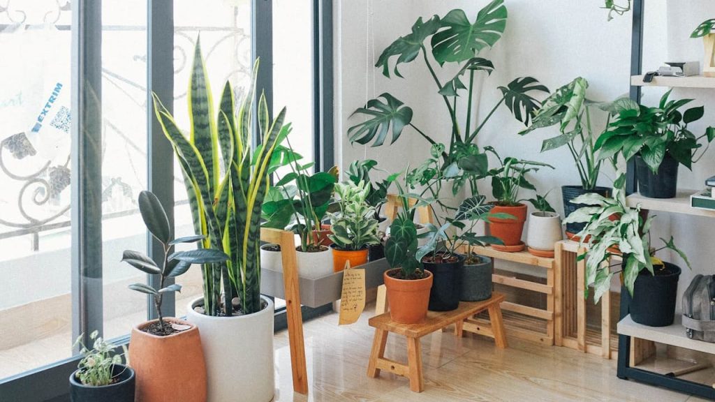 Indoor plant collection with various houseplants in pots arranged on wooden stools and shelves near large windows