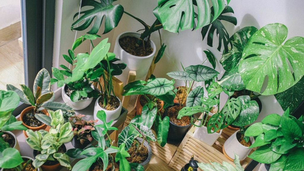 Collection of various houseplants in different pots arranged on wooden shelving unit near window, creating indoor garden display