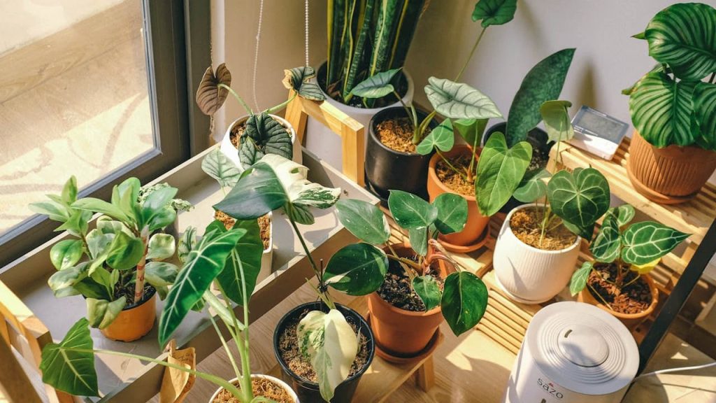 Indoor plant collection on wooden shelving by window featuring various houseplants in terracotta and white pots with humidifier
