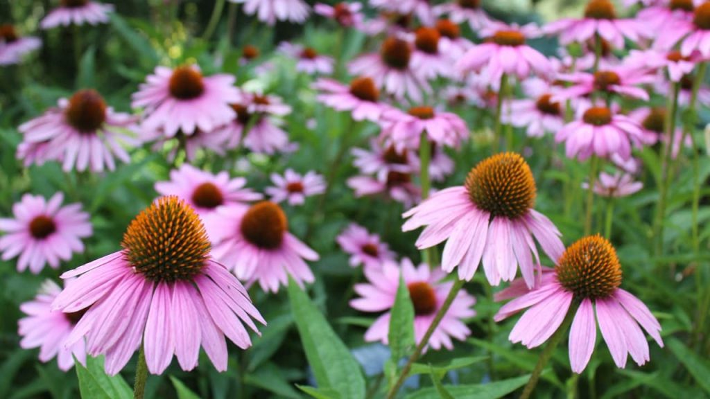 Purple echinacea coneflowers with prominent orange-brown centers and drooping petals growing in a natural garden patch