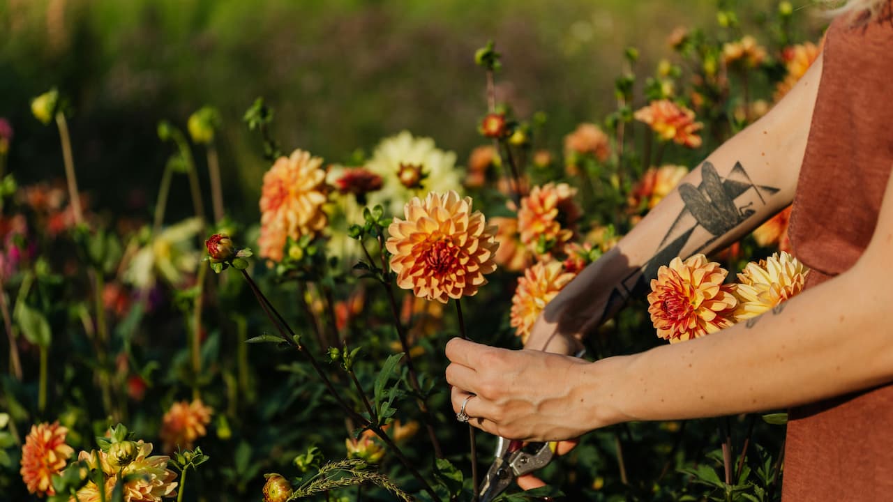 Person gently cutting flowers in a garden during evening light, warm soft glow, calm and serene atmosphere, plants and flowers around, fading daylight