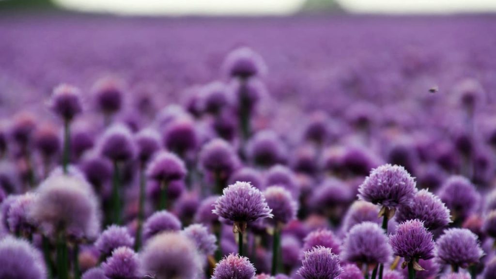 Field of purple drumstick allium flowers with round globular blooms on tall stems extending across landscape in soft focus