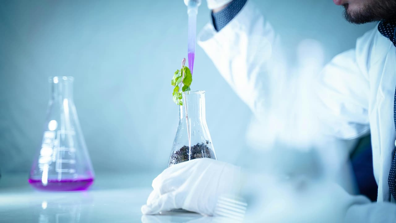 Scientist in white lab coat and gloves using a pipette to apply purple liquid onto a green plant growing in a flask of soil