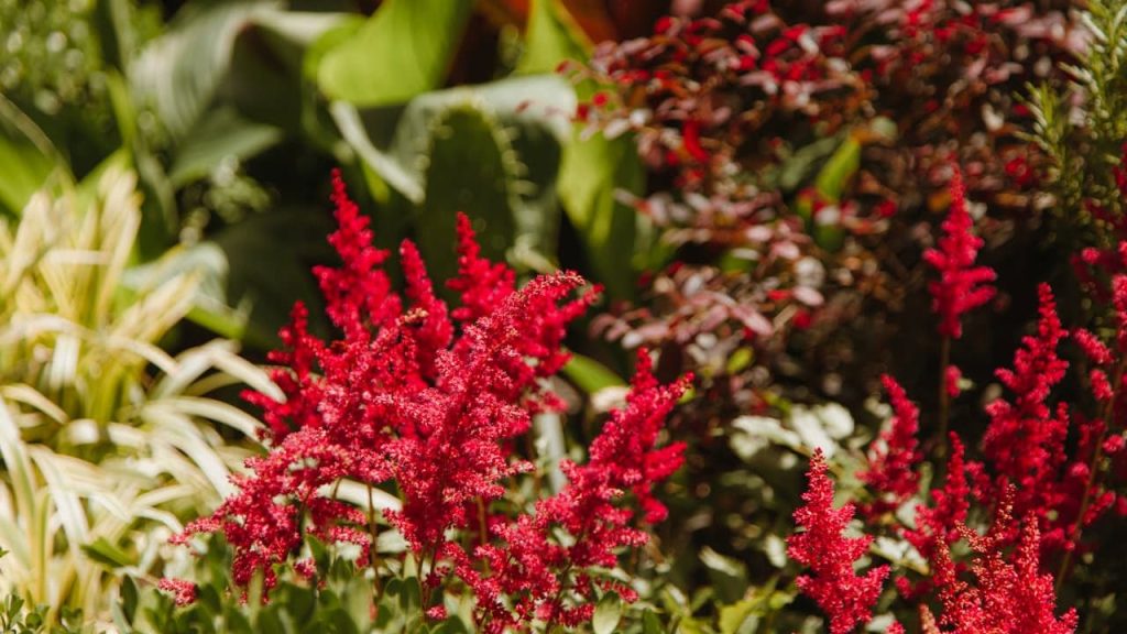 
Bright red astilbe flowers with feathery plume-like blooms growing among mixed garden plants with green and variegated foliage