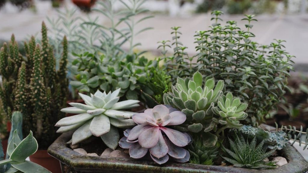 Succulent garden arrangement in shallow planter featuring various cacti and succulents with rosette formations in green and purple hues
