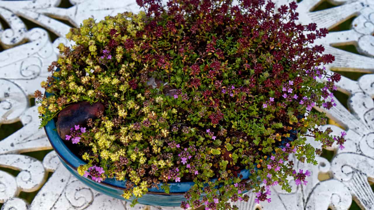 Blue ceramic pot filled with different varieties of thyme, including green, golden, and reddish-purple foliage, with tiny purple flowers, placed on an ornate white metal table
