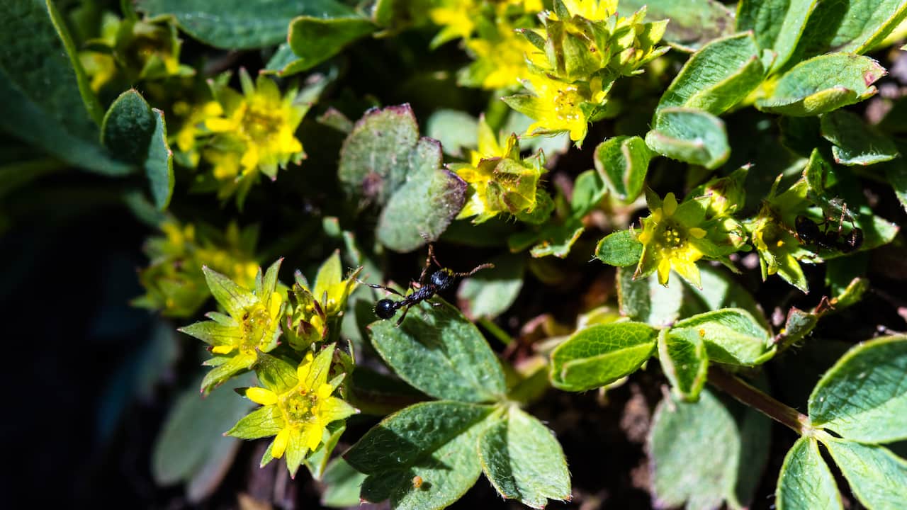 Black ant crawling on a patch of Creeping Sibbaldia with small, bright yellow flowers and green, trifoliate leaves