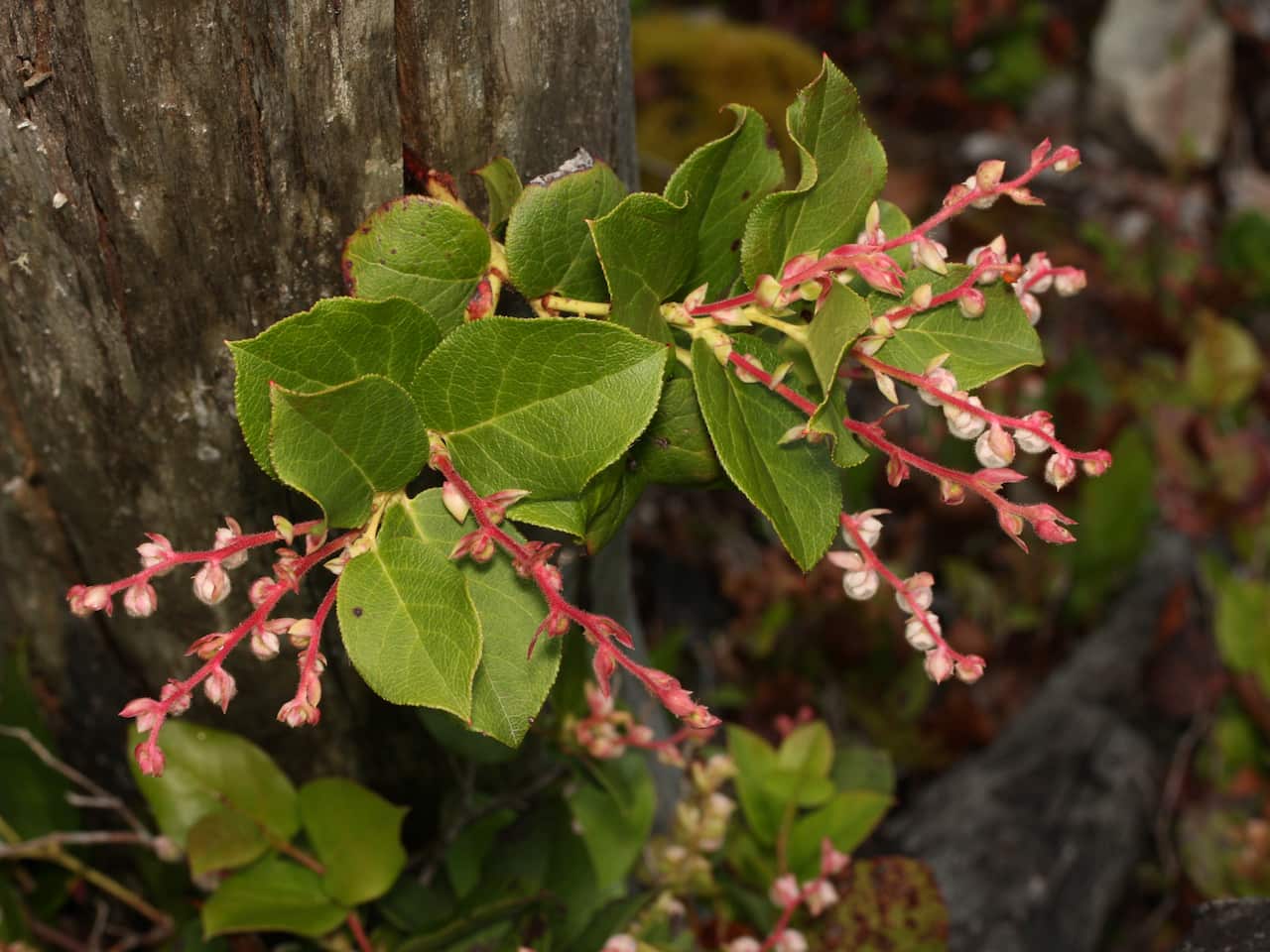 Branch of a salal plant with oval, leathery green leaves and clusters of small, pinkish-white bell-shaped buds on reddish stems, growing beside a weathered tree trunk