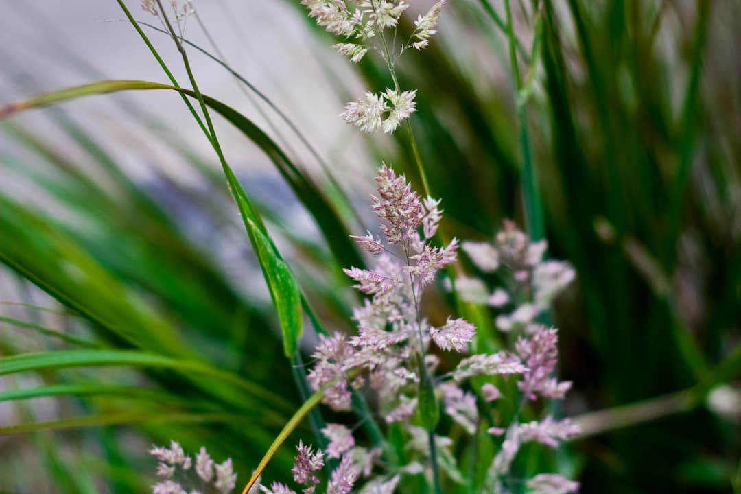 Close-up of wild grasses with delicate, feathery purple and white seed heads, surrounded by long green blades