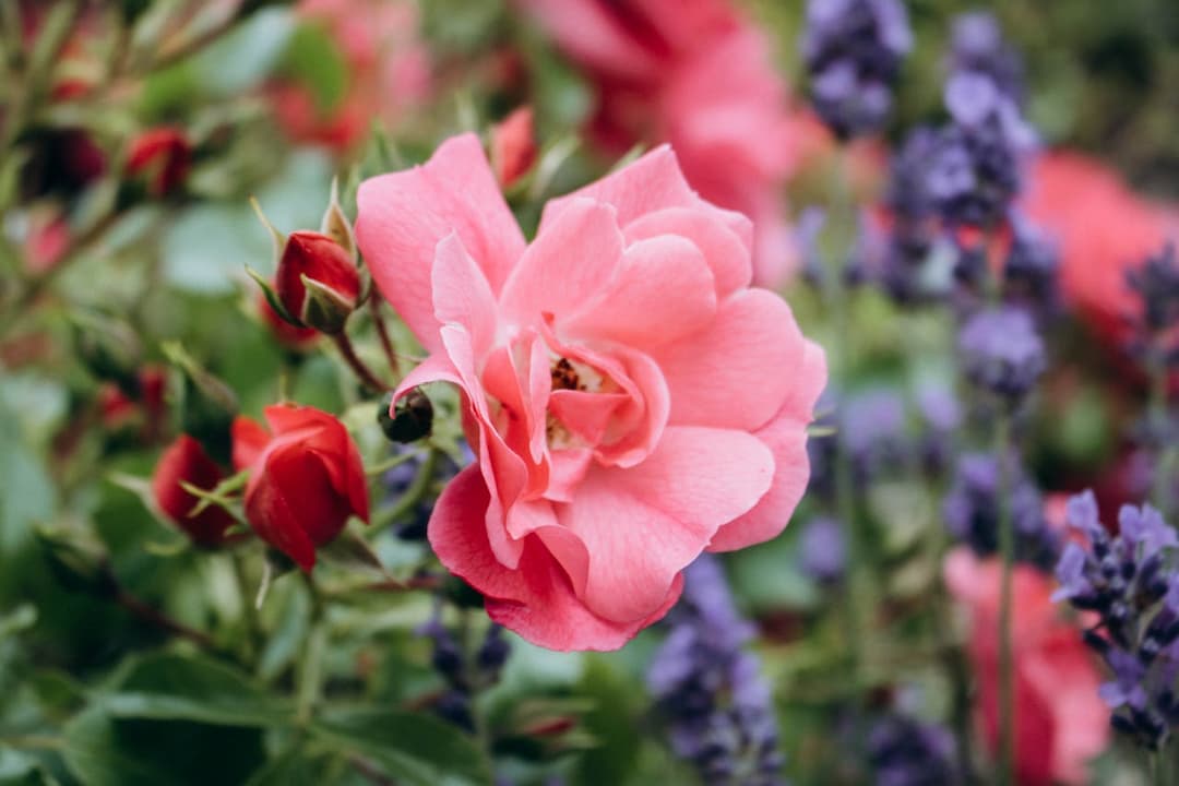 close-up of blooming pink rose surrounded by red rosebuds and purple lavender flowers in a garden setting