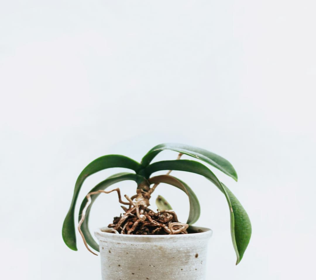 Potted orchid with long green leaves and exposed aerial roots, placed in a light-colored ceramic pot against a white background