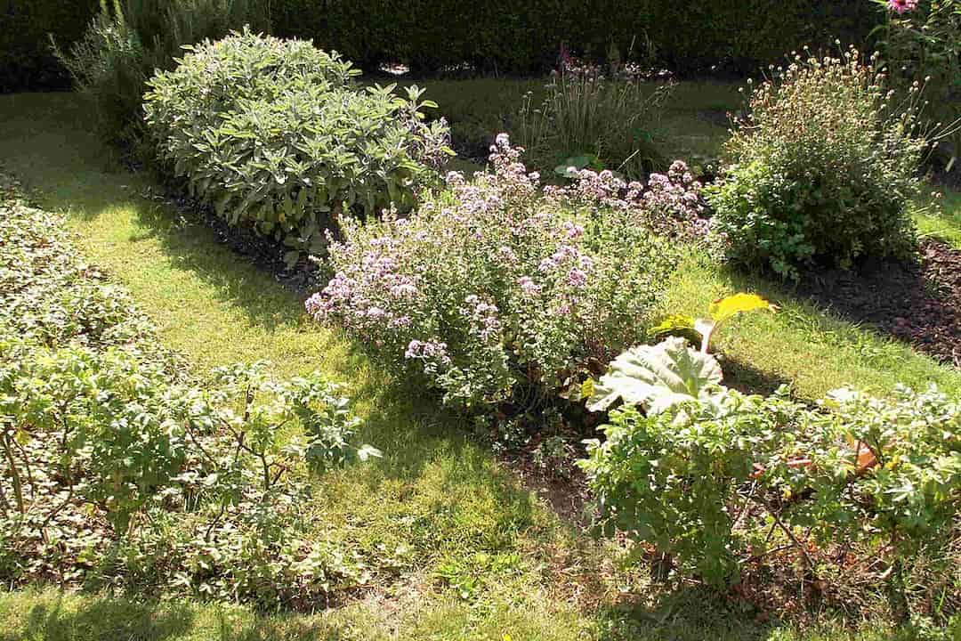 Rectangular herbal garden with neatly arranged patches of various herbs including flowering oregano, sage, and rhubarb, surrounded by well-maintained grass paths