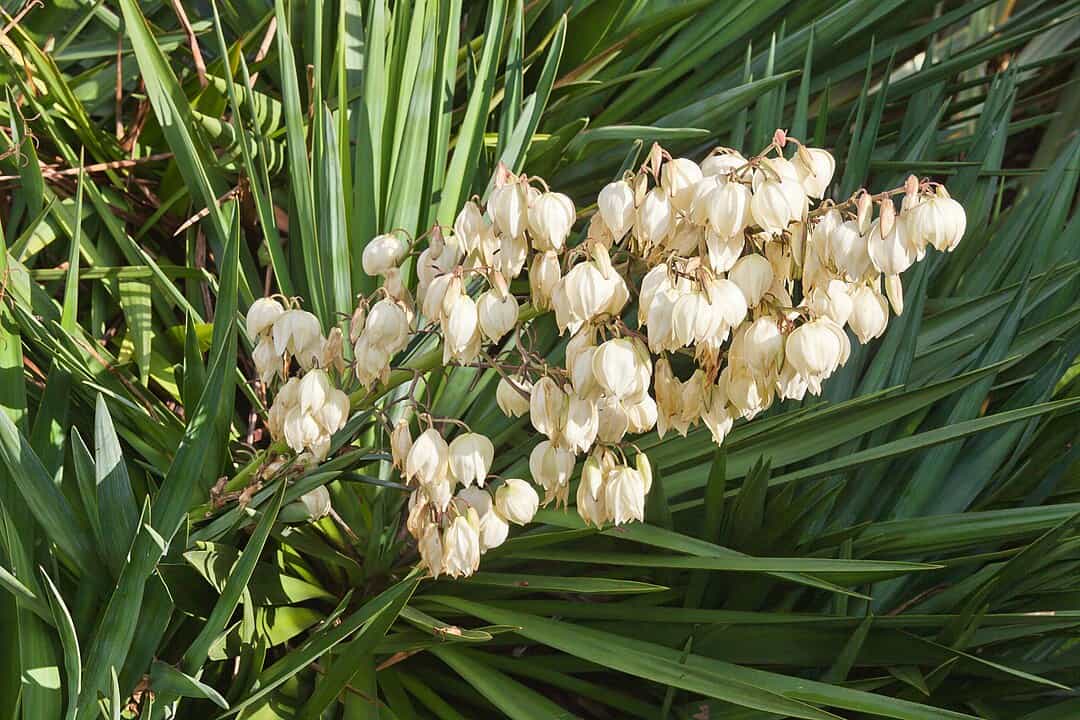 close-up of a blooming yucca plant with tall spiky green leaves and a dense cluster of cream-colored, bell-shaped flowers