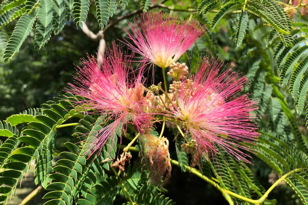 Close-up of wild grasses with delicate, feathery purple and white seed heads, surrounded by long green blades