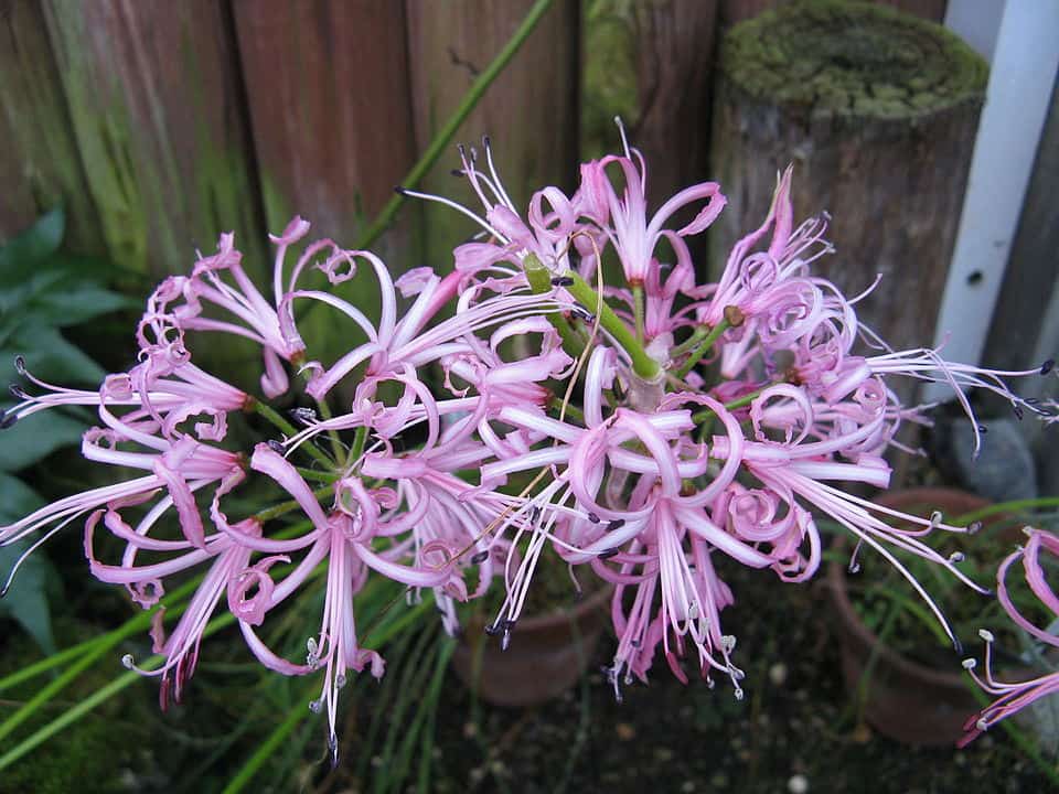 cluster of delicate pink Nerine filifolia flowers with long, curly petals and thin stamens, growing in a garden against a wooden fence