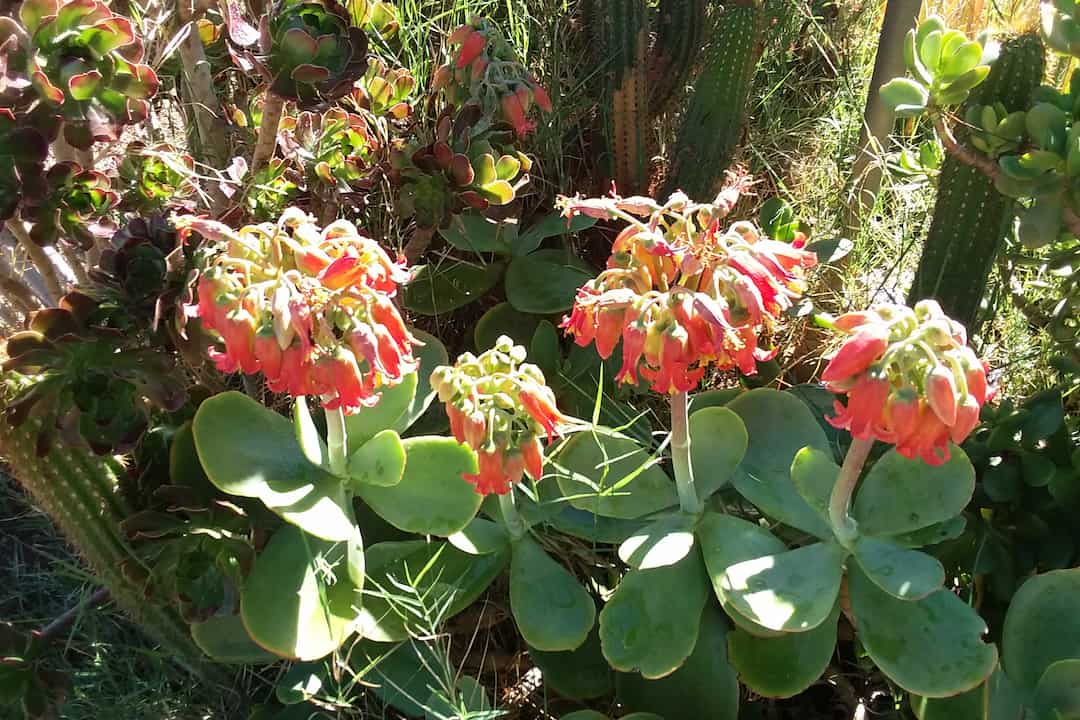 Cluster of succulent plants with large, rounded green leaves and drooping red-orange tubular flowers, surrounded by other cacti and succulents in a sunlit garden